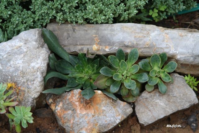lewisia